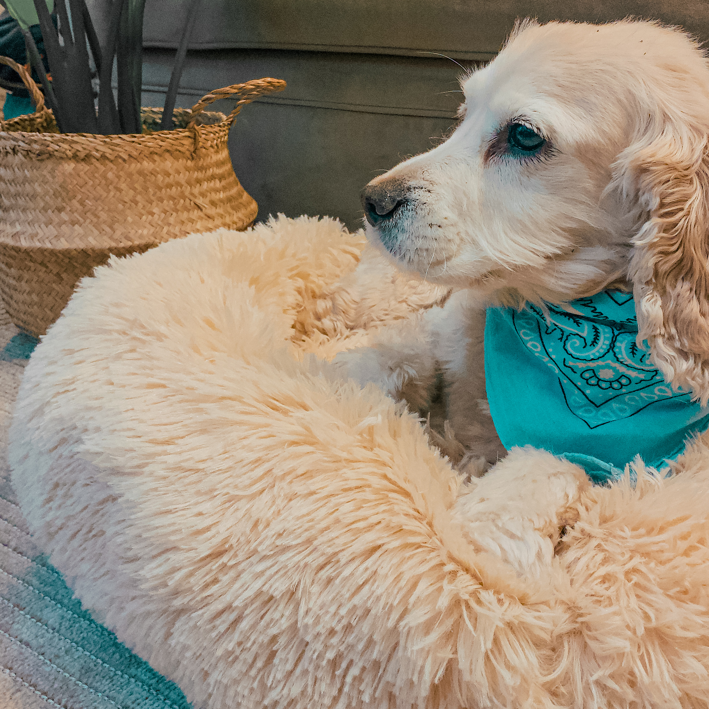 Cama Antiestrés Para Perros