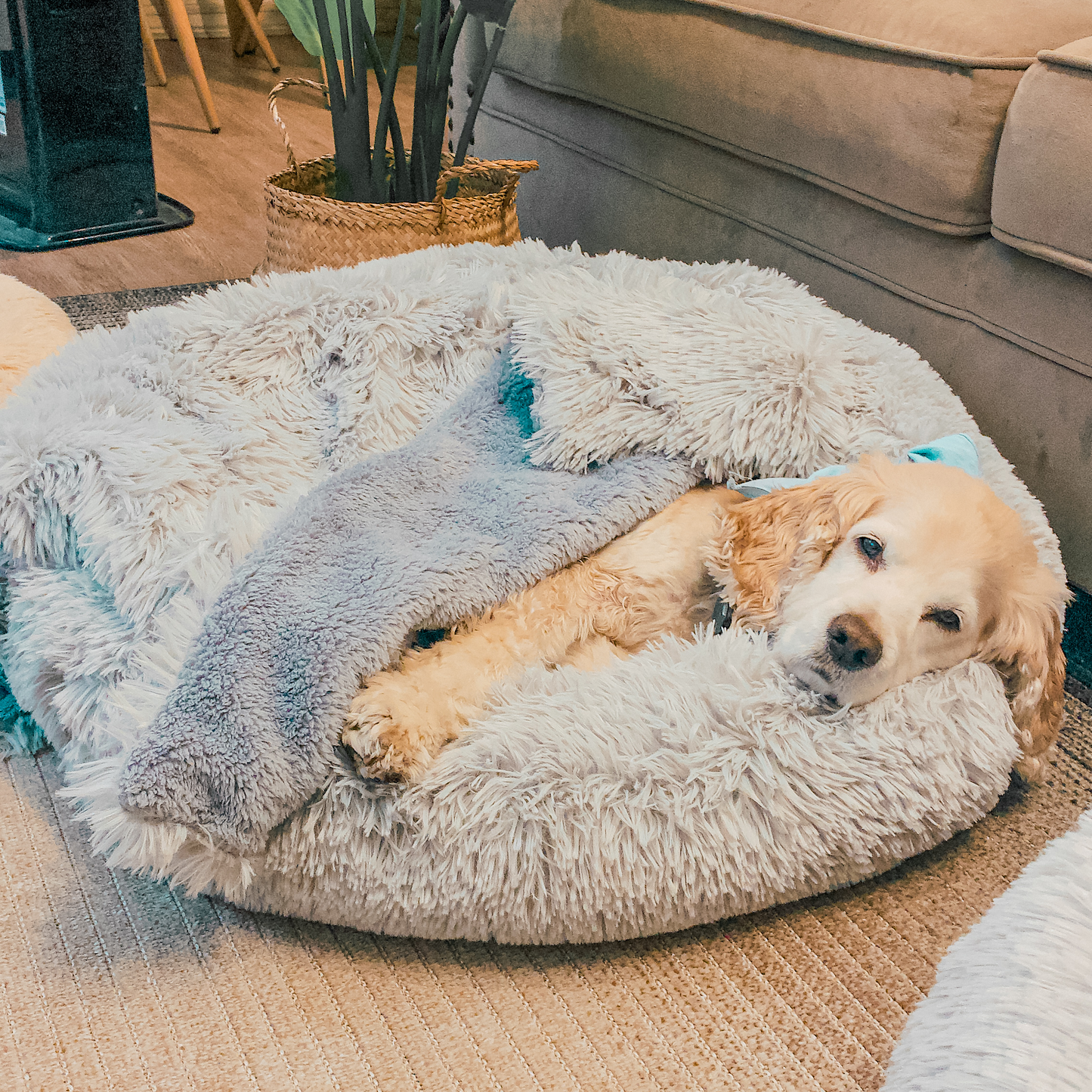 Cama Antiestrés Para Perros