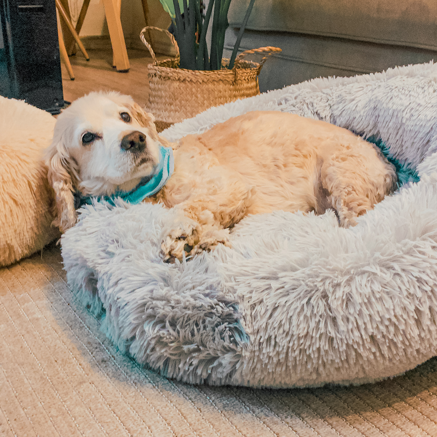 Cama Antiestrés Para Perros