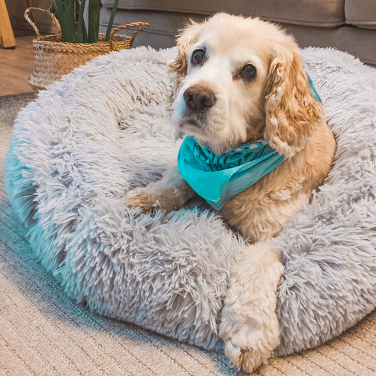 Cama Antiestrés Para Perros